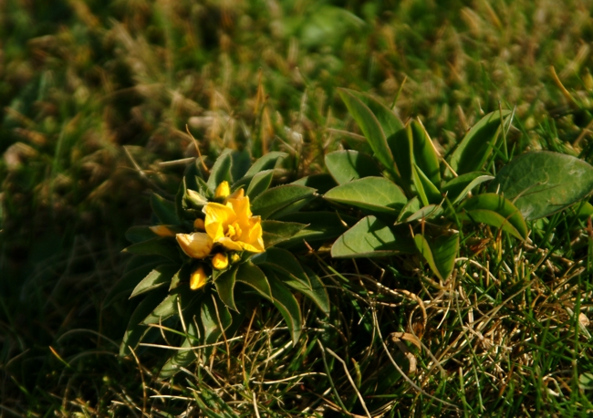 Che pianta ? Linum capitatum